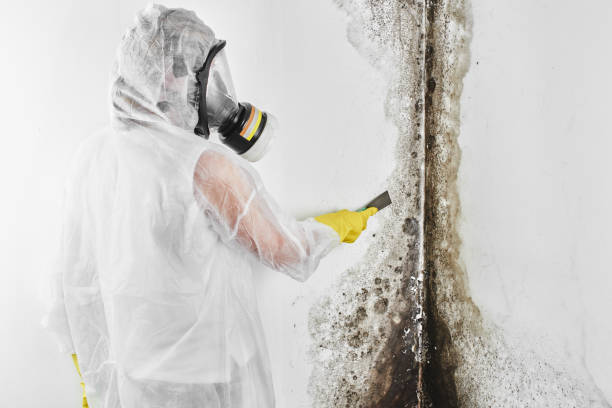 Best Office Mold Removal Services  in Leakesville, MS