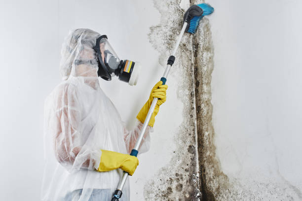 Best Black Mold Removal  in Leakesville, MS