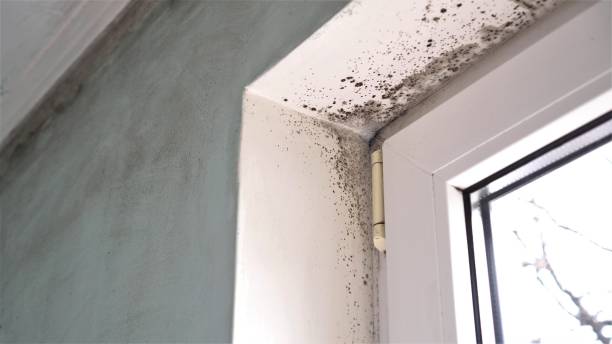 Best Toxic Mold Removal  in Leakesville, MS