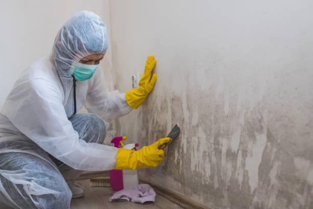 Best Best Mold Removal Companies  in Leakesville, MS