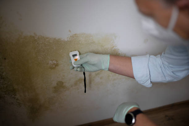 Best Best Mold Removal Companies  in Leakesville, MS