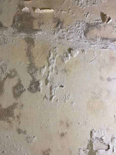 Best Professional Mold Removal  in Leakesville, MS