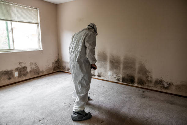 Best Mold Remediation  in Leakesville, MS