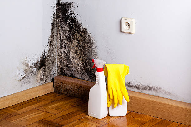 Best Mold Removal Specialists  in Leakesville, MS