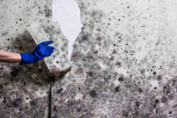 Best Mold Removal and Inspection  in Leakesville, MS