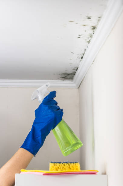 Best Fast Mold Removal  in Leakesville, MS